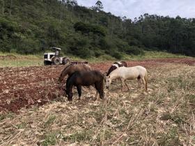A vendre fazenda 164 ha très bonne qualité de sol et eau propre